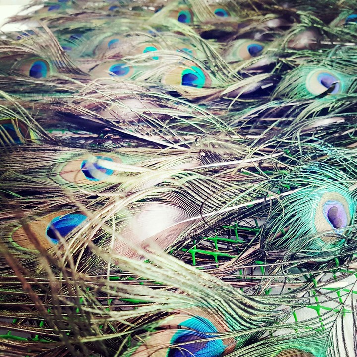 peacock