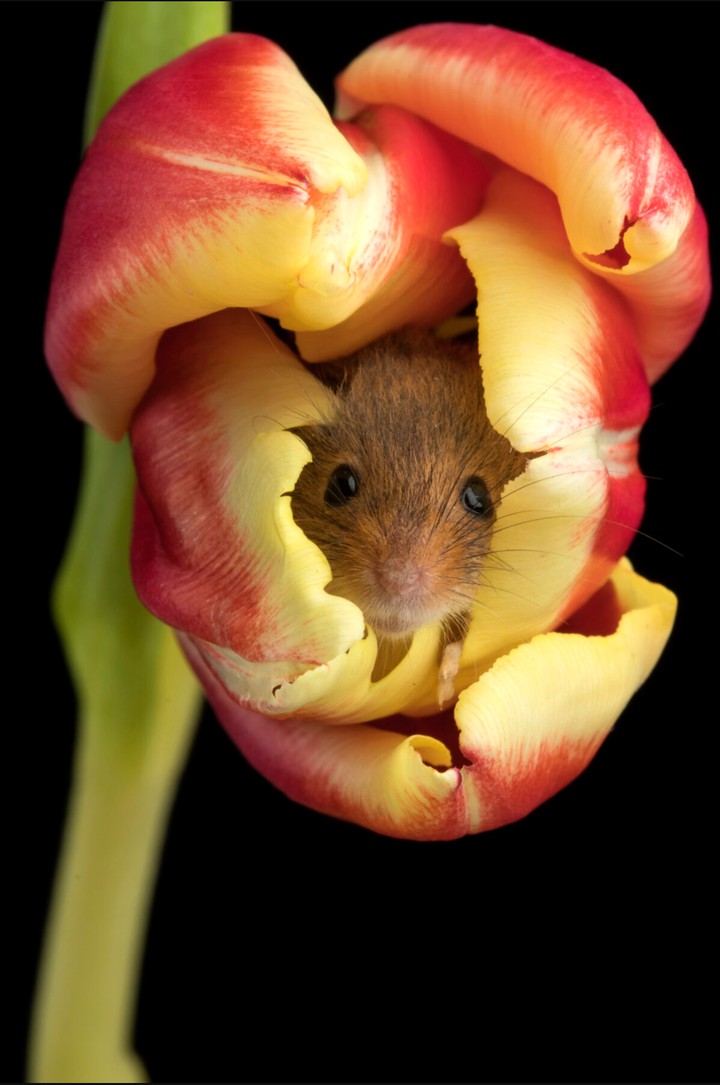 mouse in tulip