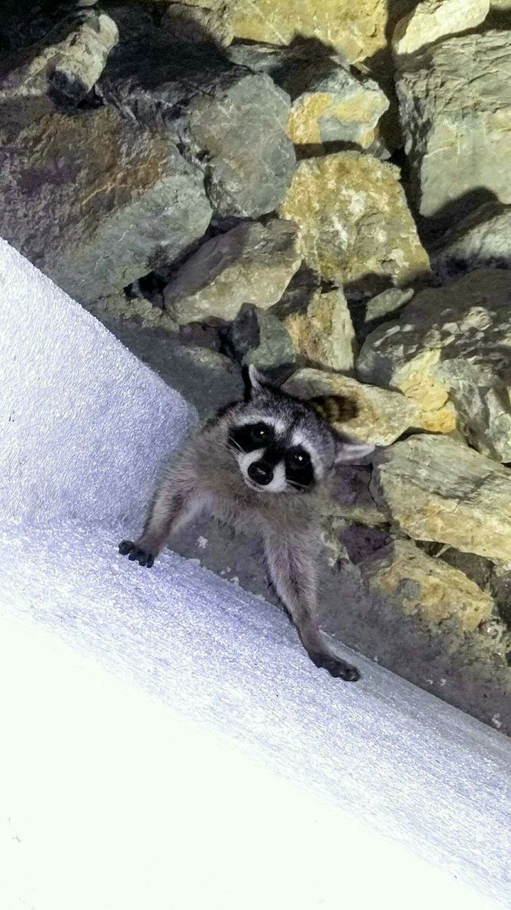 Mapache.