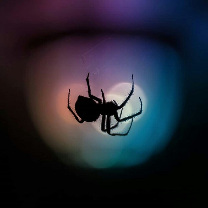 insecte...