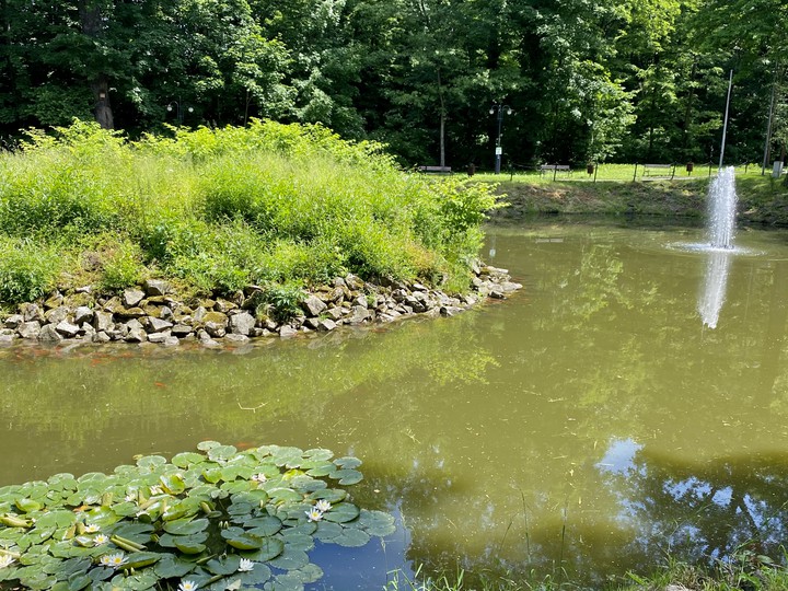 lake and trees in the park