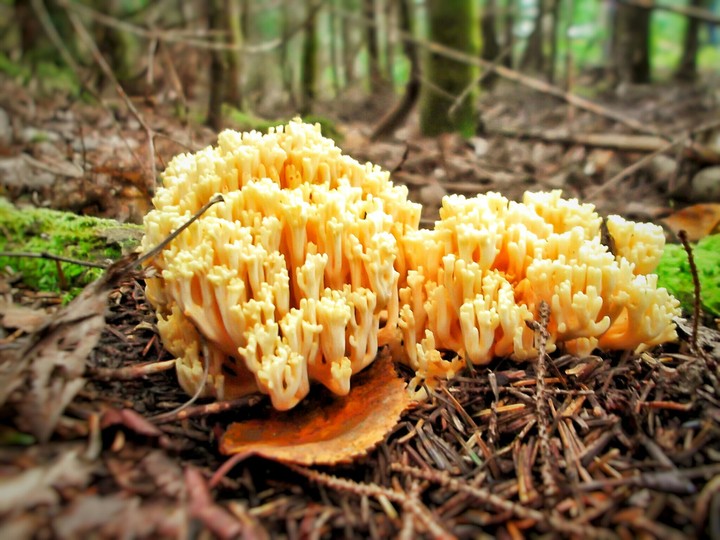 Champignon beige