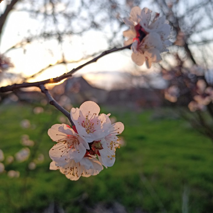 spring