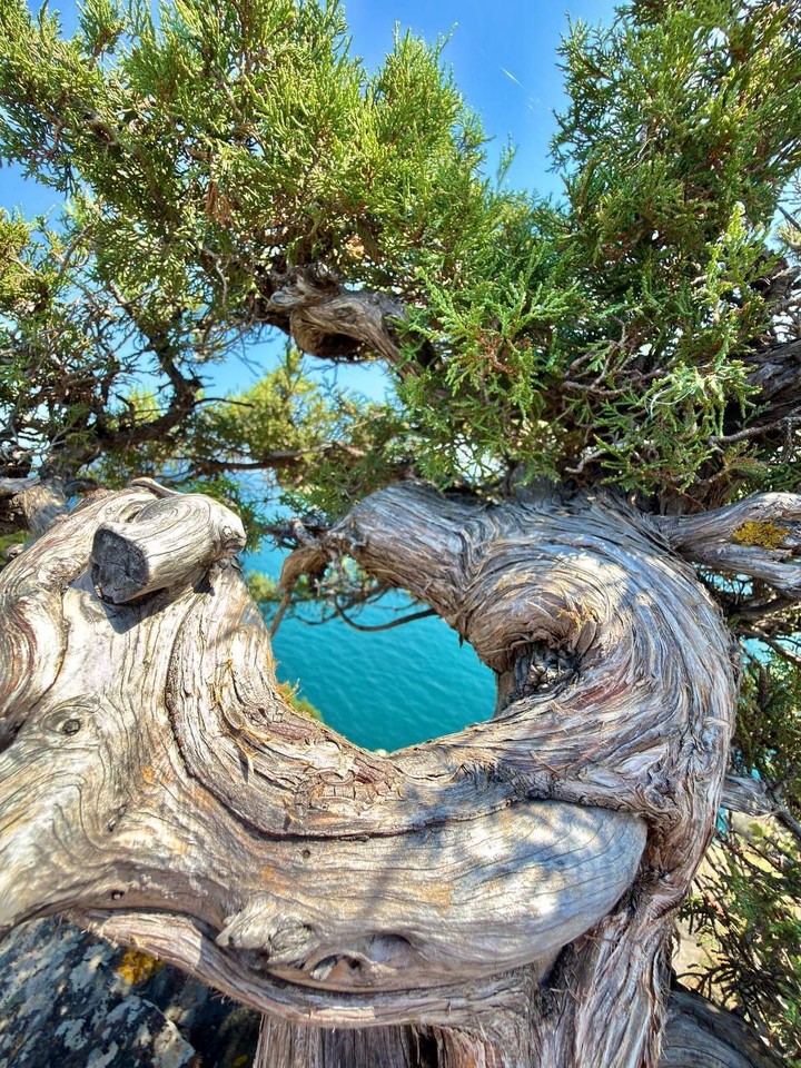 fonds d'écran driftwood, wind