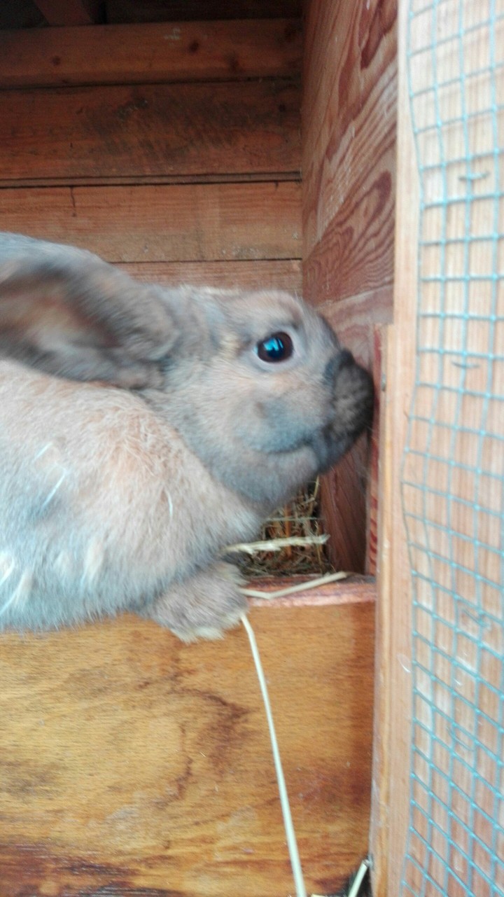 Hase
