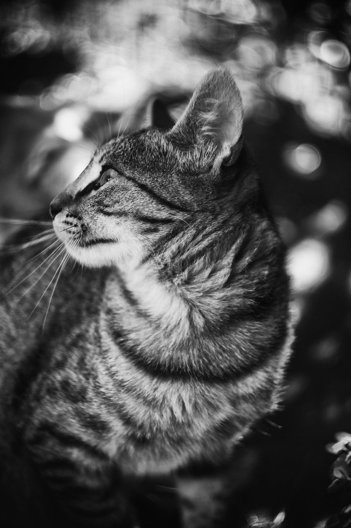 Kitty gray cat