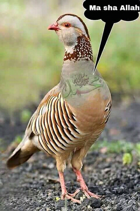 ajay