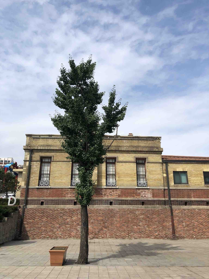 tree