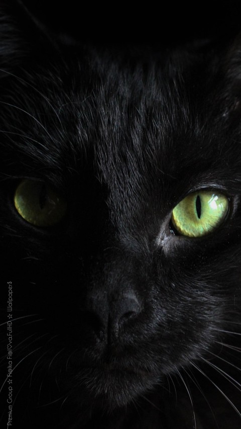 cate