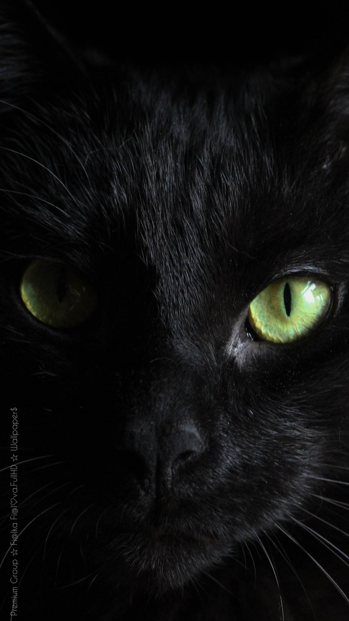 cate