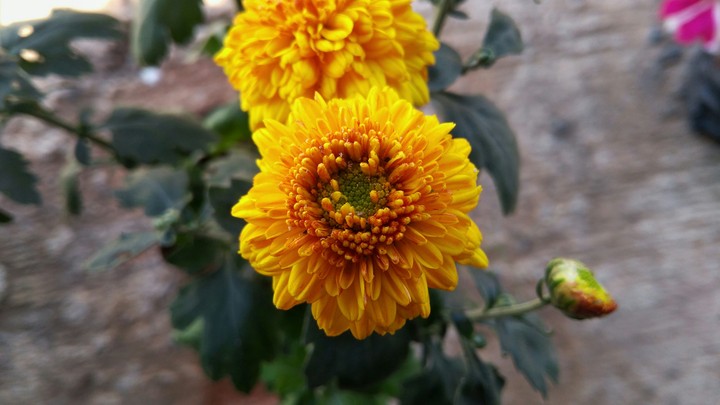 Flower