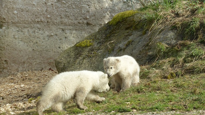 Tierpark Hellabrunn 2014