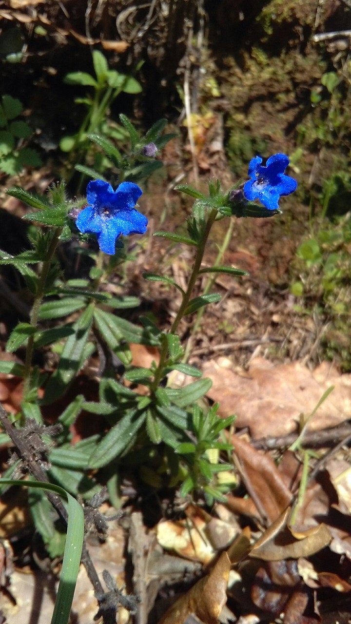Blue.