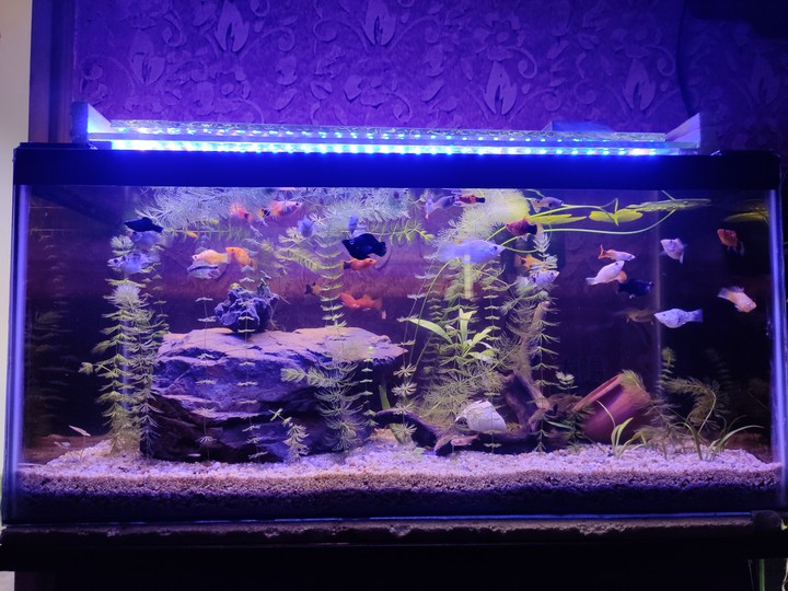 MY 2ND FISH TANK , SET BY ME...?