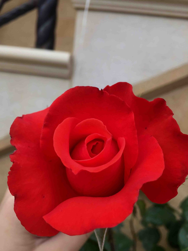 Lovely rose