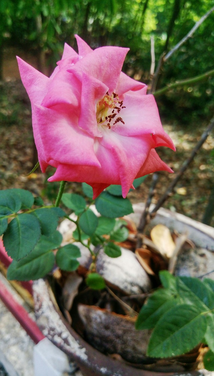 rose