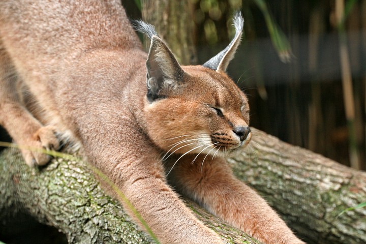 Caracal