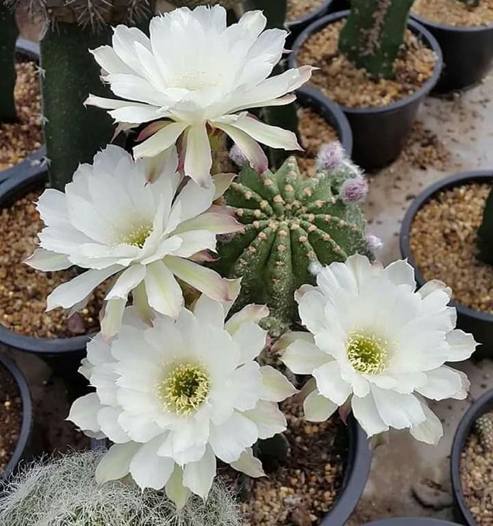 Cactus