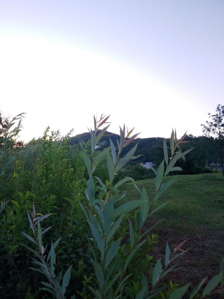 meadow