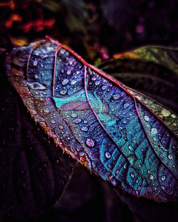 colorful leaf