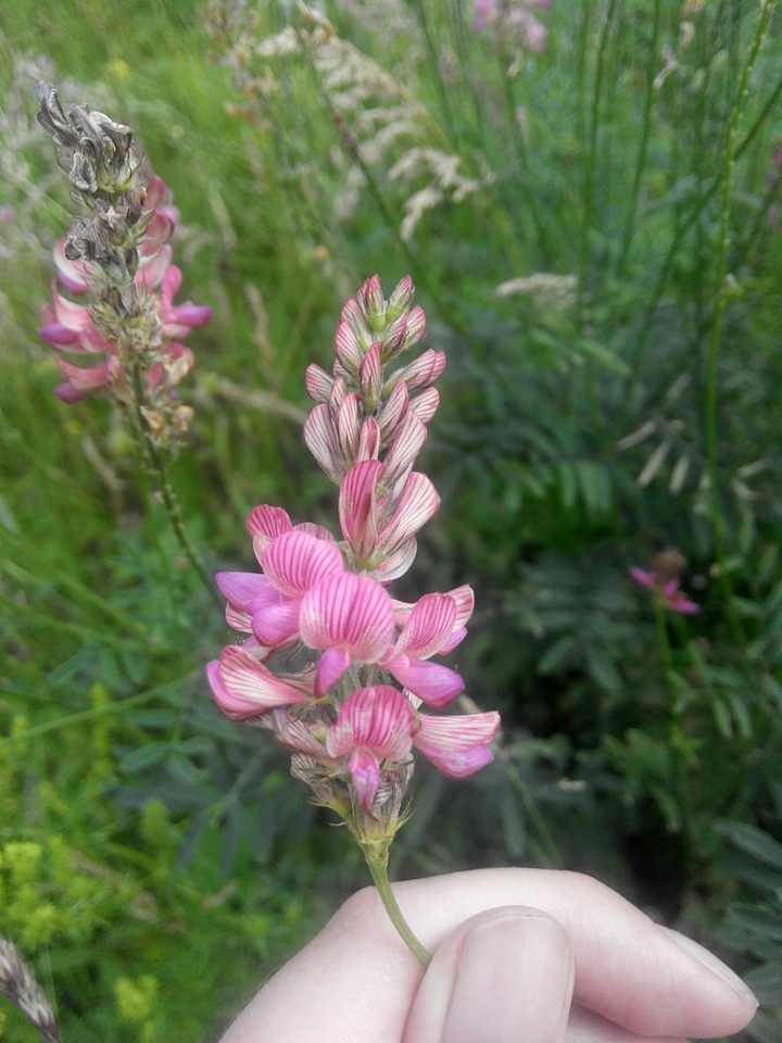 flover