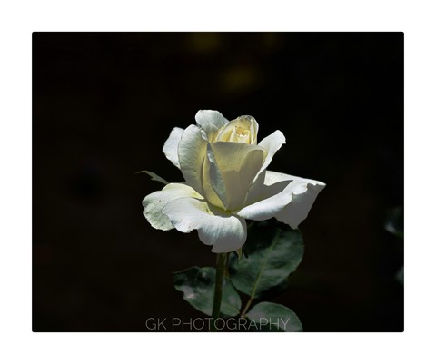 Rose ?
