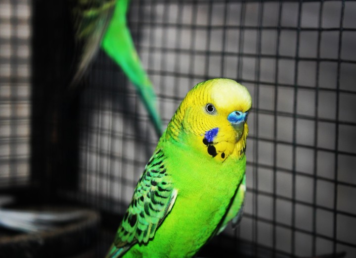 Budgerigar