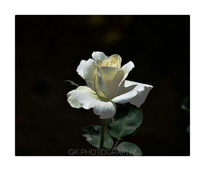 Rose ?