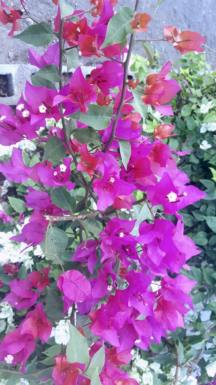 fliwers