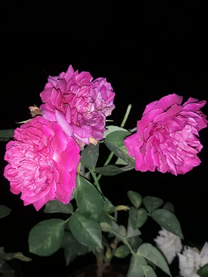 Pink Rose