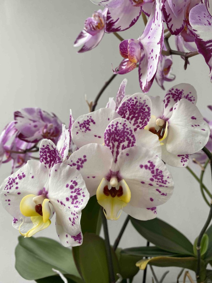 phalaenopsis