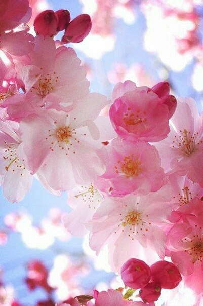 Spring
