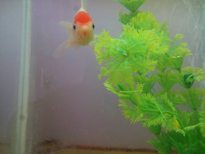 fish