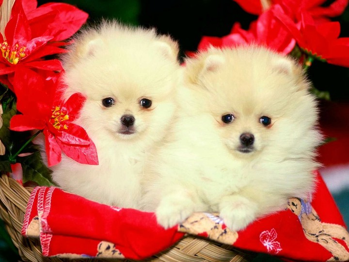 dogs❤❤