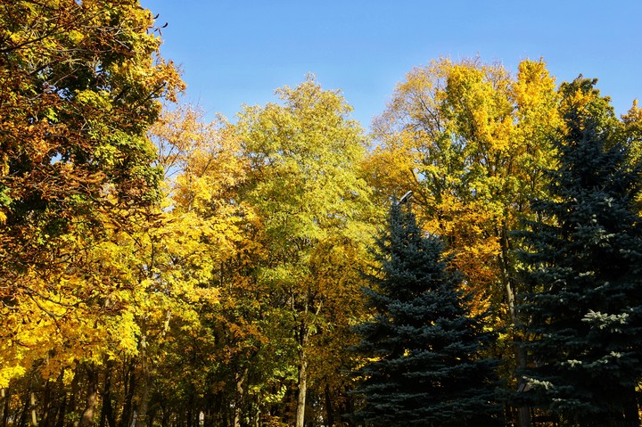 autumn