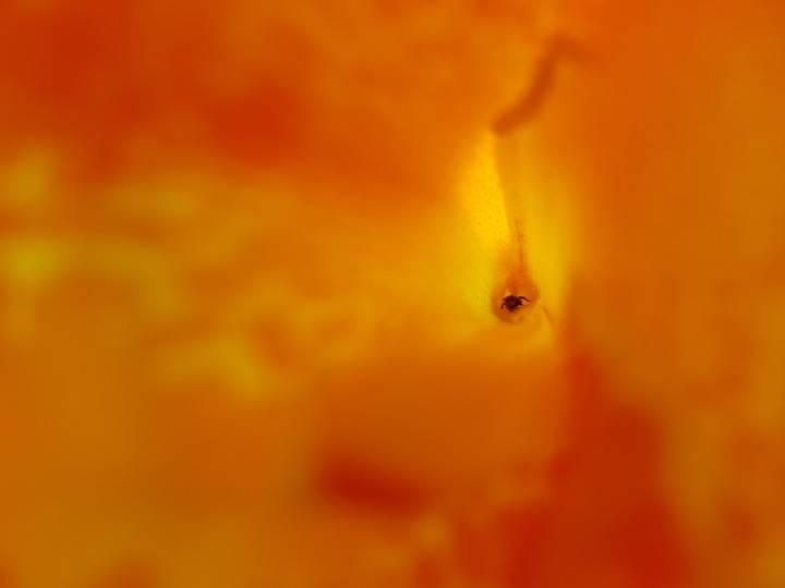 flower inside