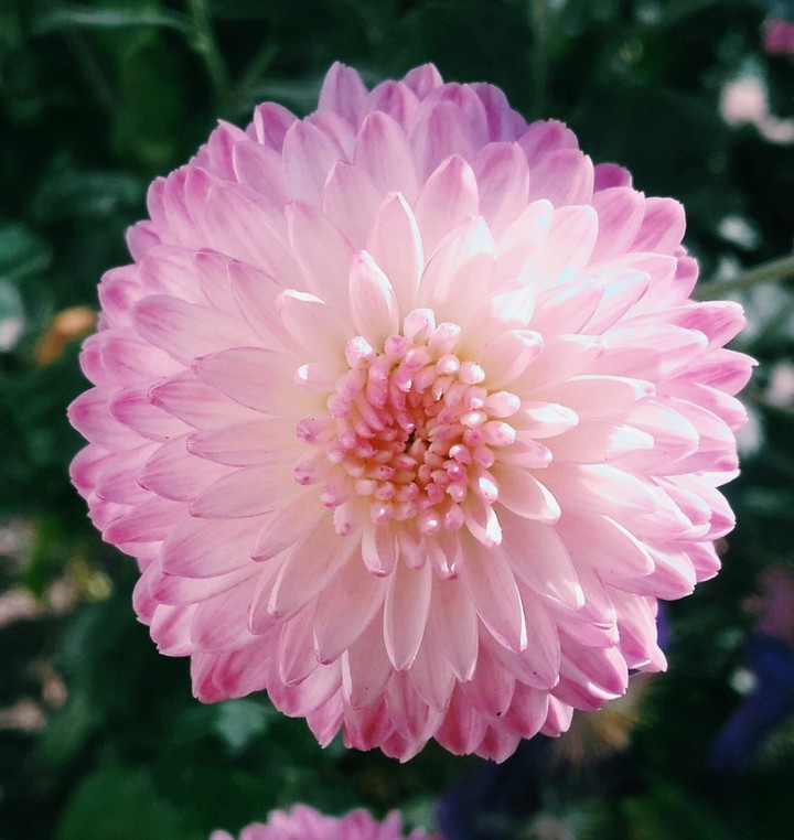 Blooming