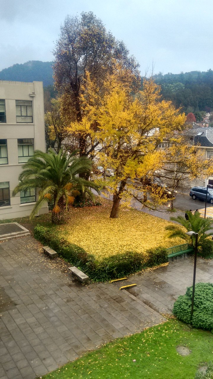 Otoño en la UdeC