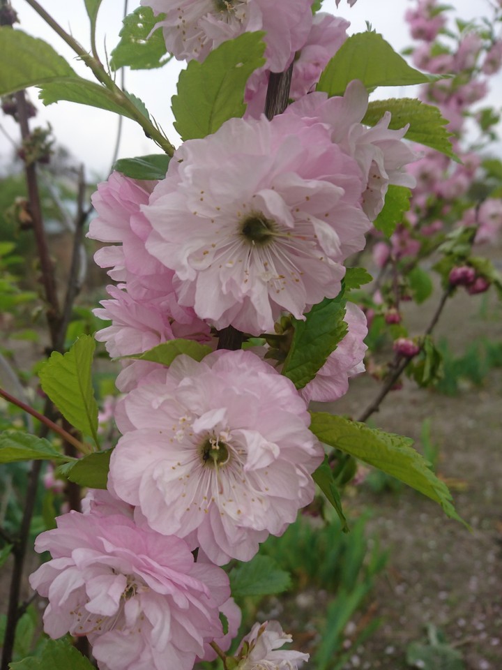 spring blossom