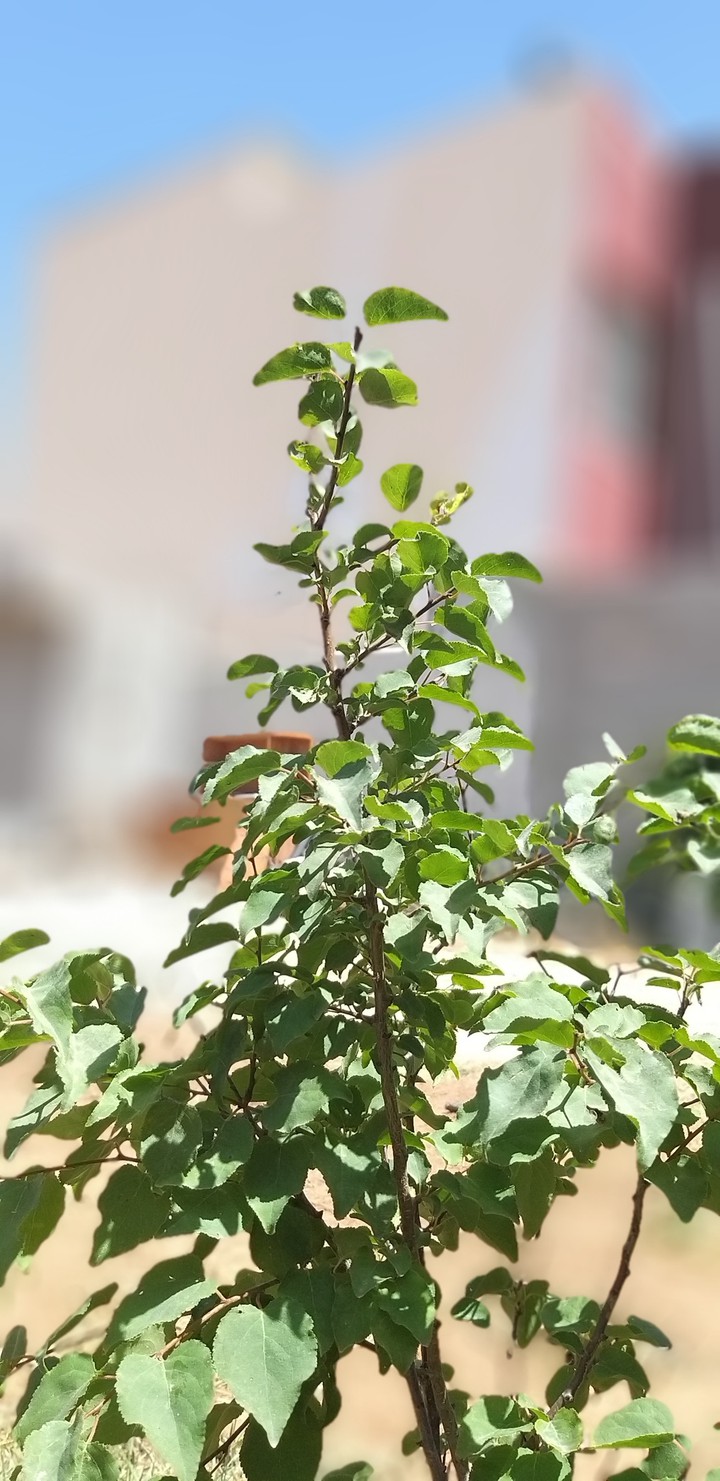 tree