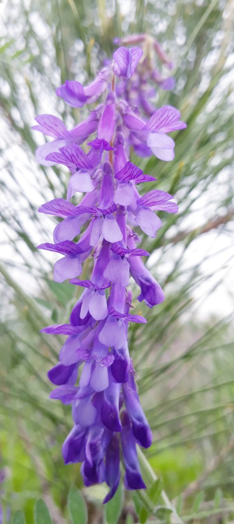 purple2