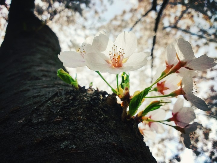 cherry blossoms DC