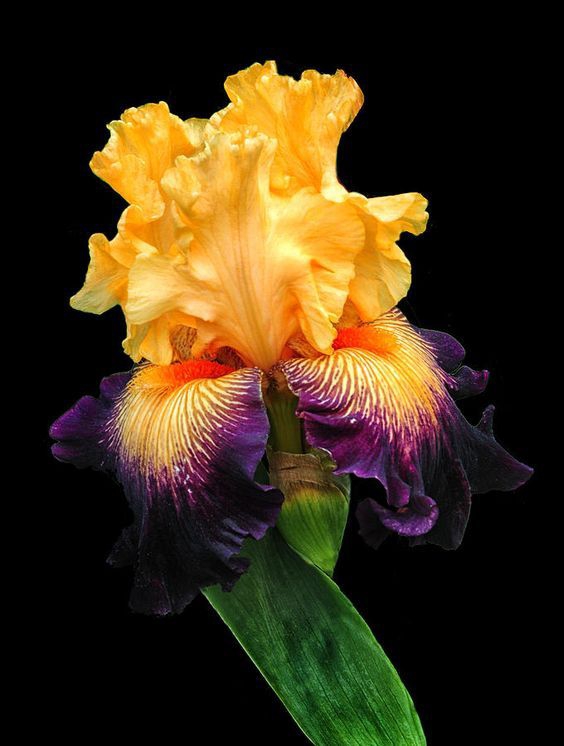 Yellow flower.