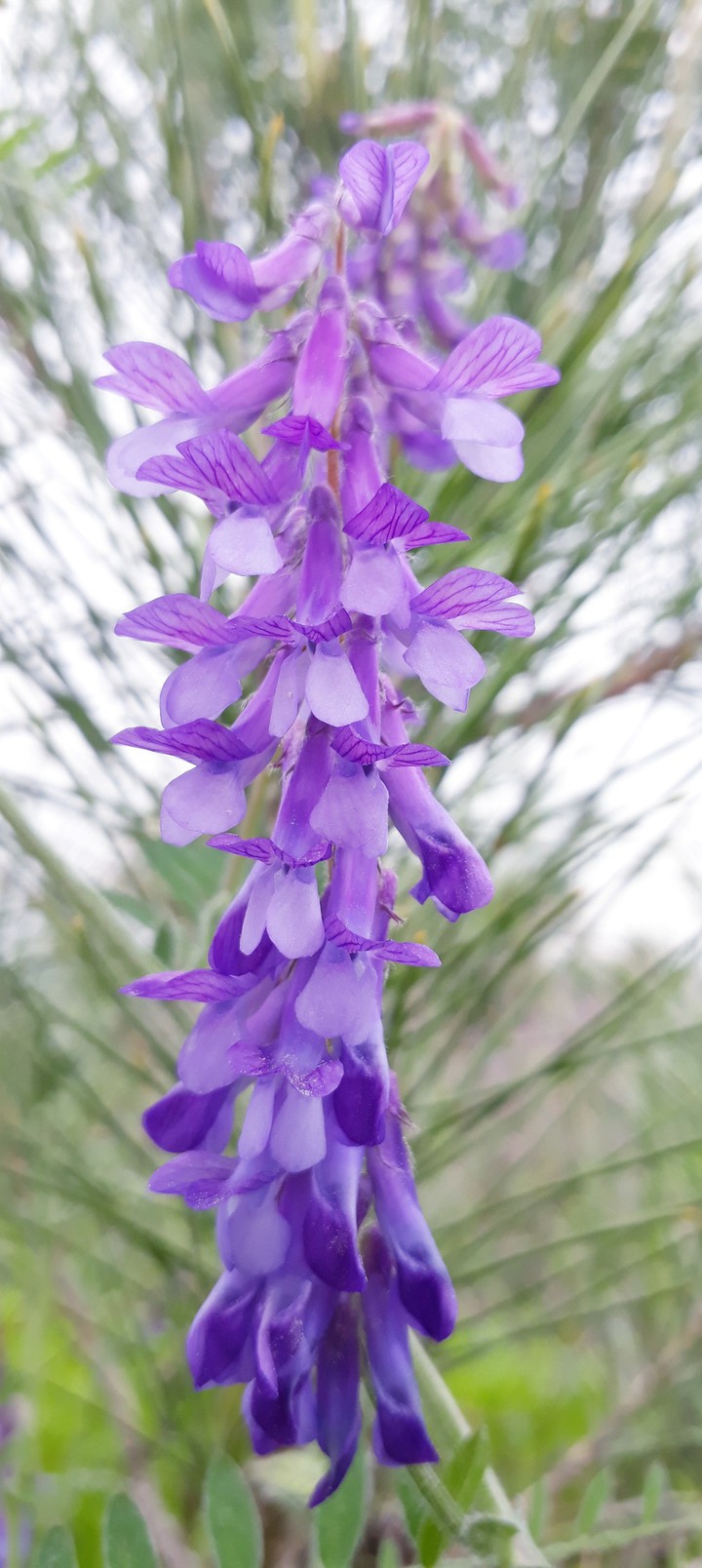 purple2