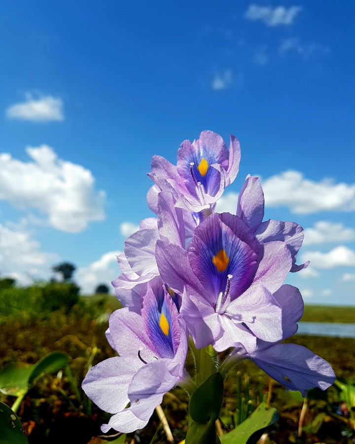 Water Hyacinth.