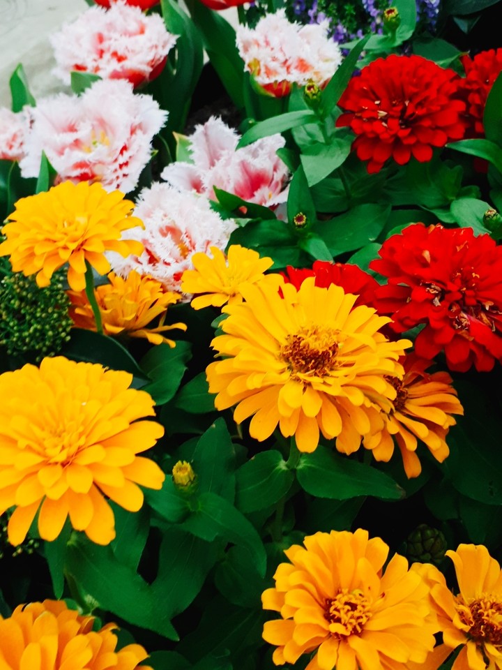 Colourful Flowers