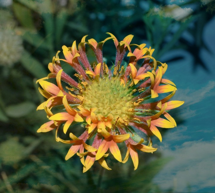 flower