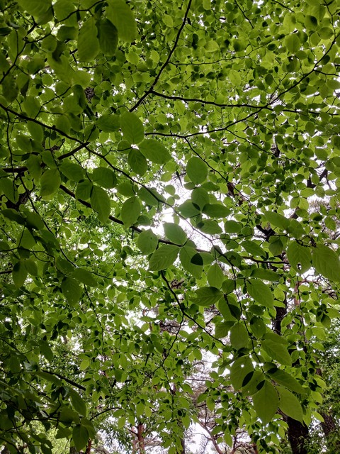 тапети grass, trunk