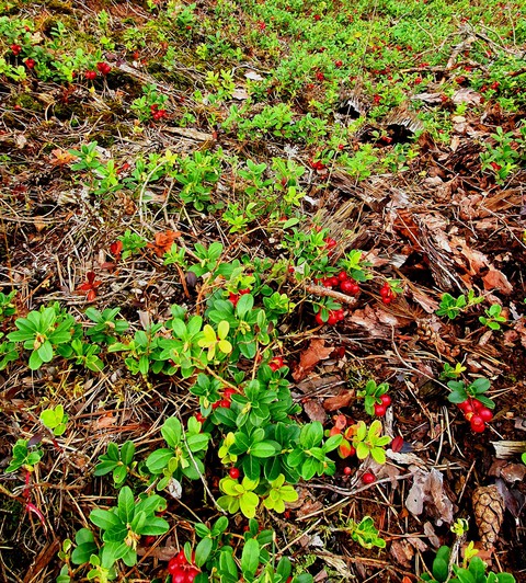 red berries