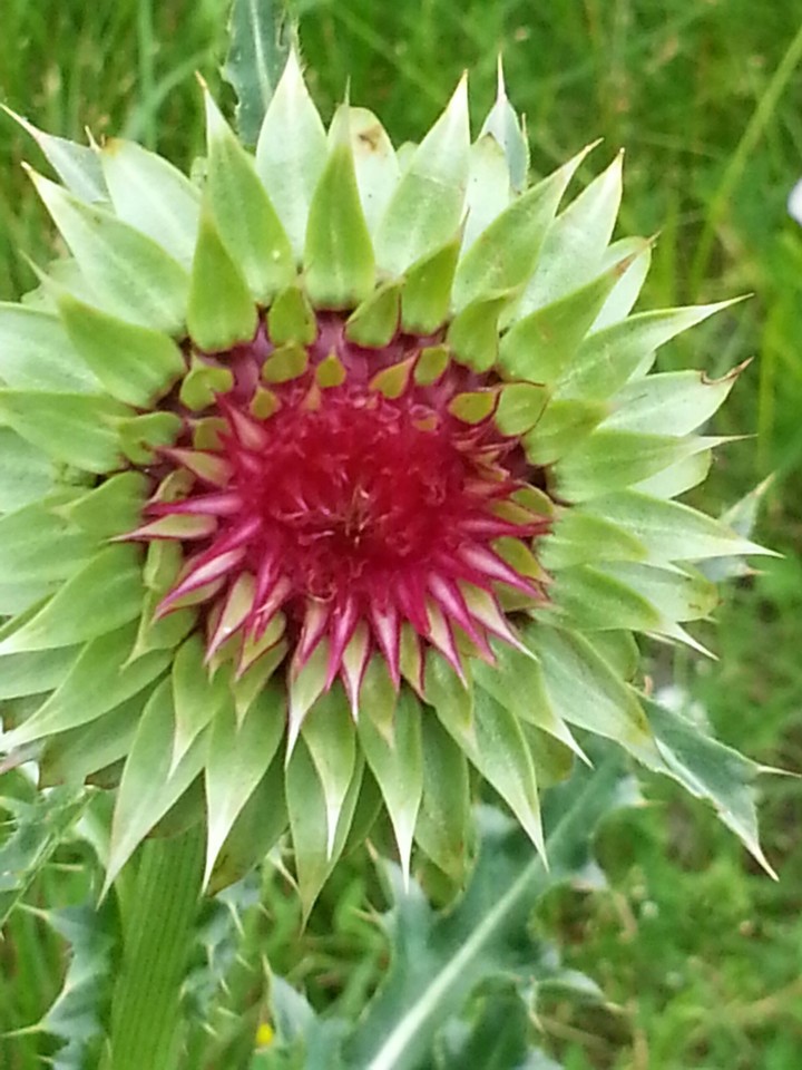 pink flower